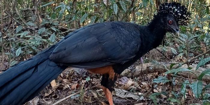 Iniciativa alia pesquisa científica, educação ambiental e participação comunitária para restaurar uma das espécies mais emblemáticas da fauna brasileira (Gabriel Ávil)