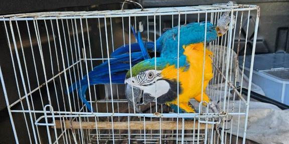 Arara-Canindé foi recolhida e transportada ao Centro de Triagem de Animais Silvestres - Cetas, onde receberá os cuidados necessários (Divulgação/ PF)