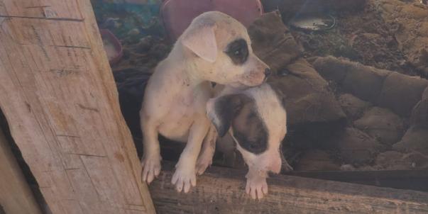 Animais foram resgatados e encaminhados para avaliação veterinária (Divulgação / PCMG)