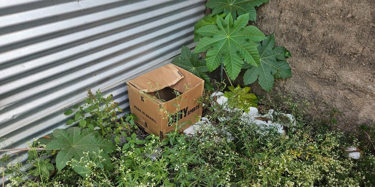 Recém-nascido, do sexo masculino, ainda com vida, dentro de uma caixa de papelão, com a presença de placenta, indicando um nascimento muito recente (CBMMG / divulgação)