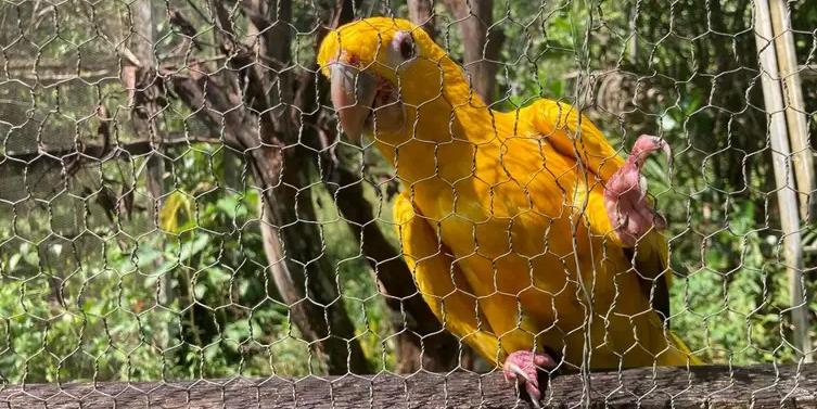 Arara Guaruba Guarouba do projeto Ararajuba. De acordo com o Ibama, muitos desses animais terminam afastados de seus ambientes naturais por uma prática crescente entre jovens conectados às redes sociais, a da postagem de fotos de animais pouco comuns (Fabíola Sinimbú/Agência Brasil)