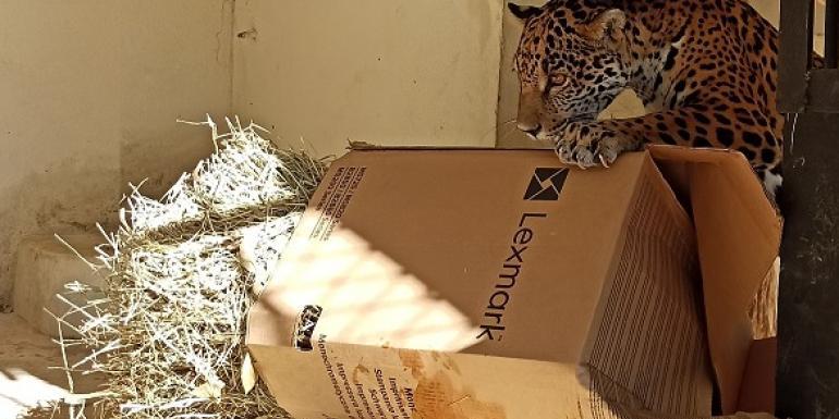 São utilizados materiais que isolem o frio, como feno para a construção de camas e ninhos; caixas de papelão para abrigos (Suziane Brugnara / divulgação PBH)