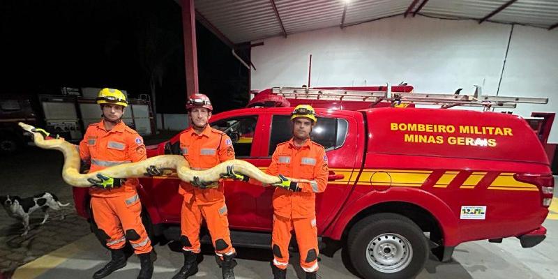 Segundo os bombeiros, a píton é originária de regiões da Ásia e da África, o que levanta a suspeita de criação em cativeiro ou posse irregular. A situação será apurada pela Polícia Militar de Meio Ambiente