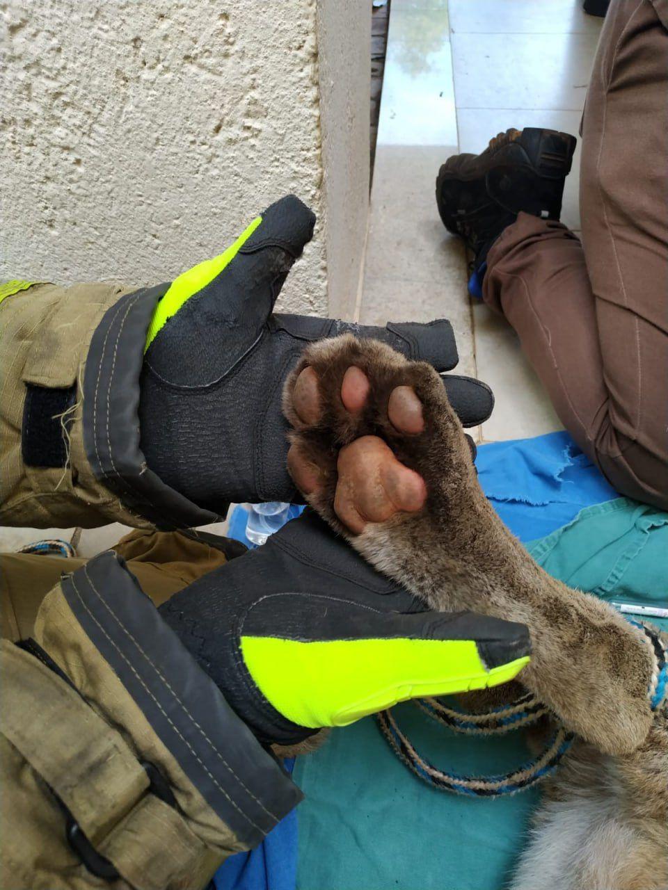 Animal foi transportado até uma área rural apropriada, onde foi devolvido ao seu habitat natural (Divulgação/ CBMMG)