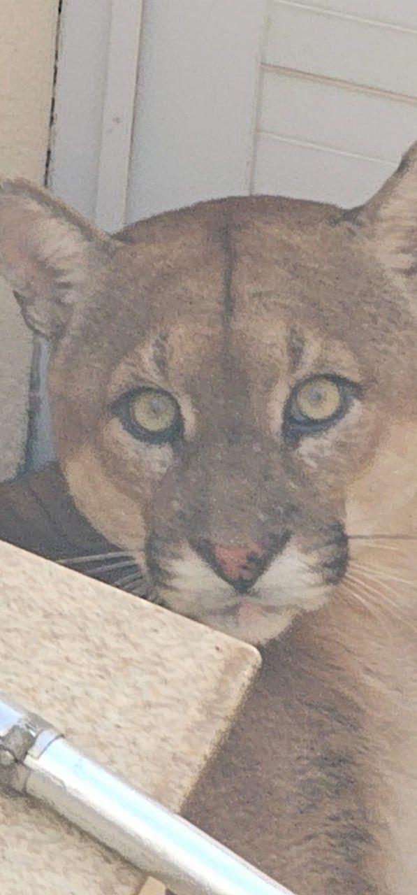Onça-parda foi encontrada na área externa de casa em condomínio em Uberlândia (Divulgação/ CBMMG)