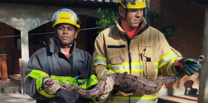 Cobra de 1,8 metros é capturada dentro de galinheiro no Norte de Minas (Divulgação/ CBMMG)