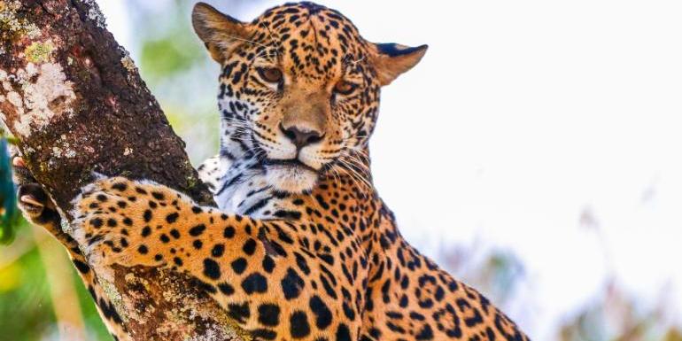 Maya é uma espécie do Cerrado brasileiro (Juan Espanha/FPMZB)
