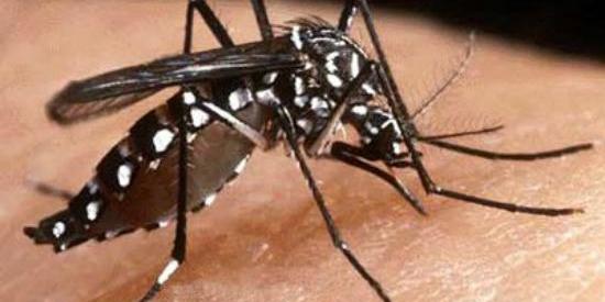 Minas registra 153 mil casos prováveis e 75 óbitos por dengue em 2025 (ECOVEC/Divulgação)