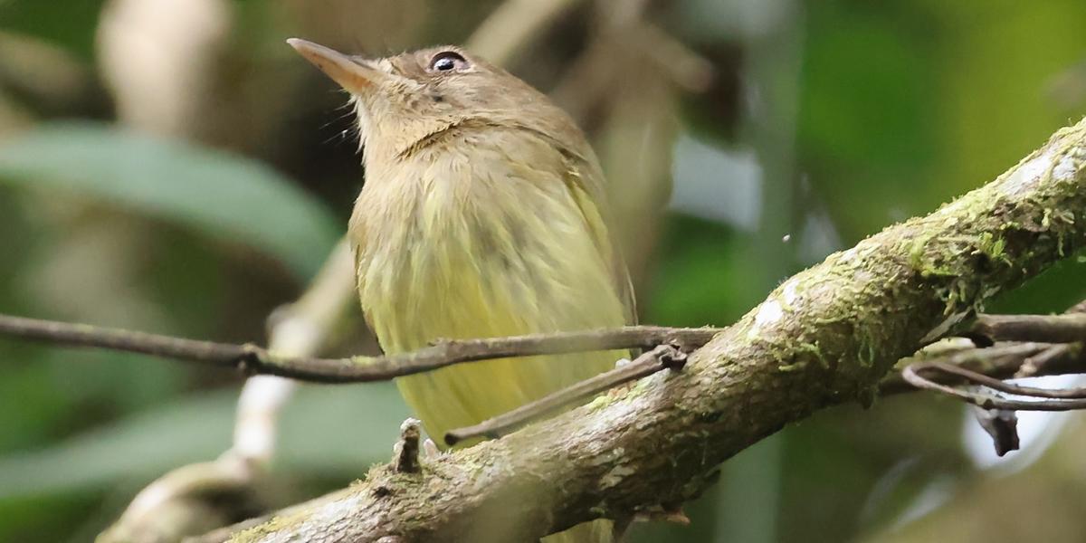 Para quem gosta de natureza, trilhas e momentos de contemplação ao ar livre, vale colocar Joinville na lista (Wellington Marcos Machado / divulgação)