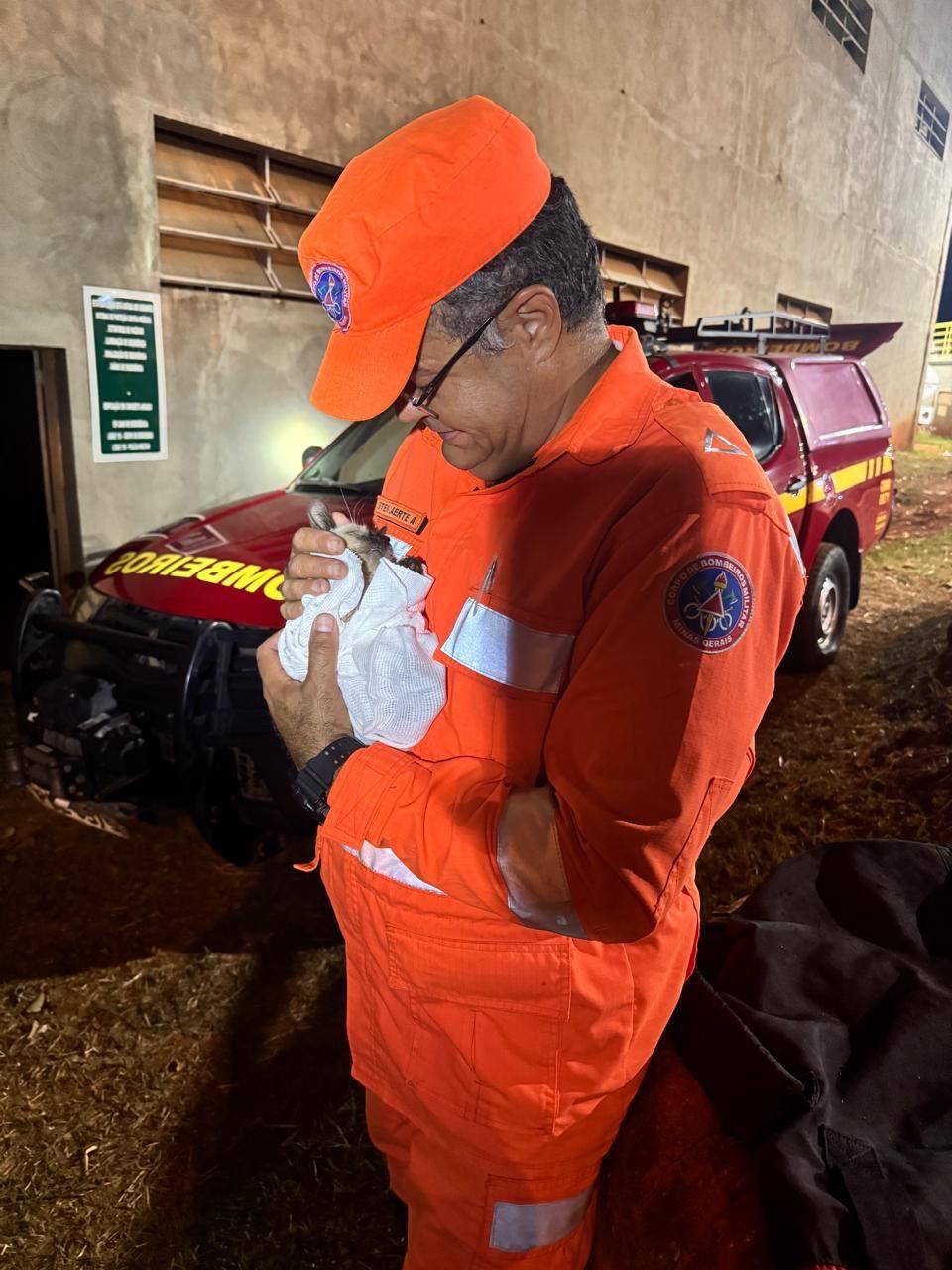 Militares conseguiram resgatar o filhote de gato com segurança em Uberaba (Divulgação/ CBMMG)