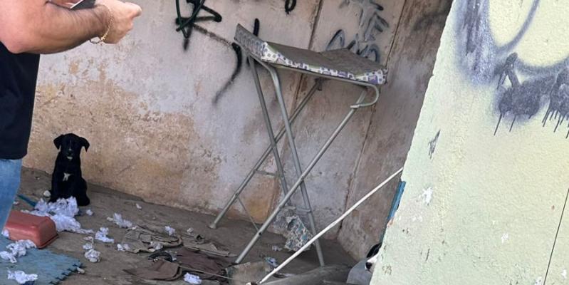 Área externa do imóvel estava com acúmulo de fezes, urina, objetos deteriorados e ausência de alimentação visível (Divulgação/ PCMG)