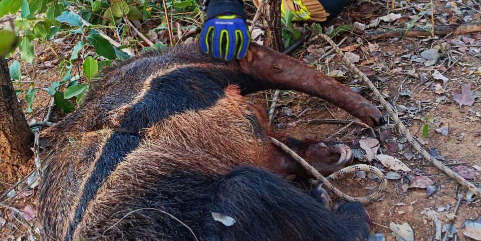 Tamanduá-bandeira foi encontrado dentro de cisterna em Felixlândia (Divulgação/ CBMMG)