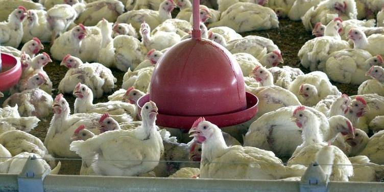 Minas busca reabertura do mercado chinês para frango brasileiro (Arquivo / Agência Brasil)