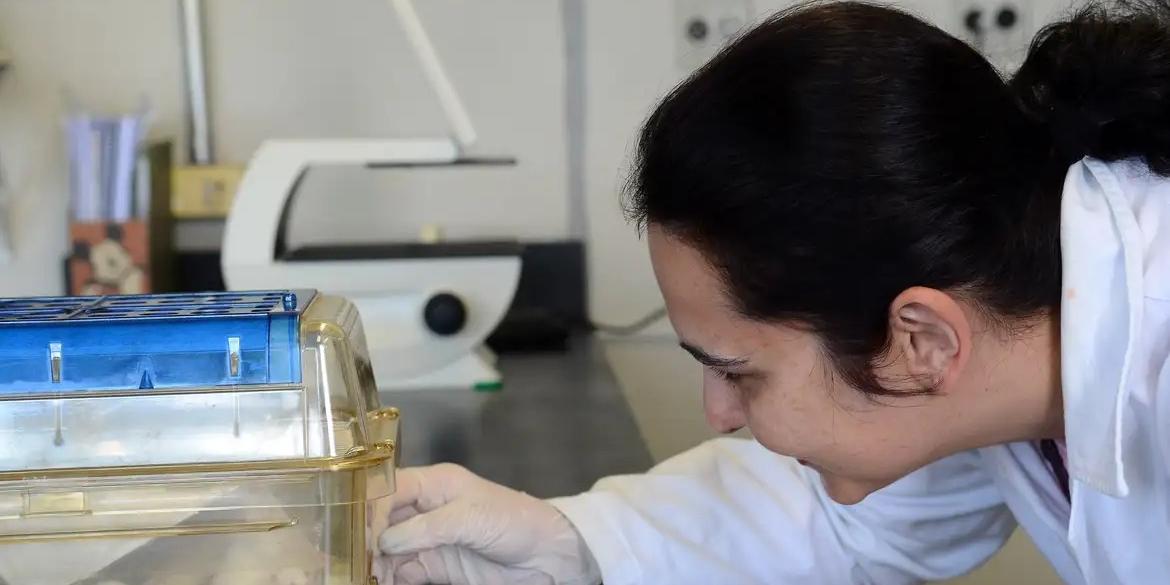 Antes de ser testado em humanos, um novo medicamento precisa passar por exames de toxicidade, para evitar que seus componentes intoxiquem o organismo da pessoa, a ponto de causar mais prejuízos do que benefícios (Rovena Rosa/Agência Brasil)