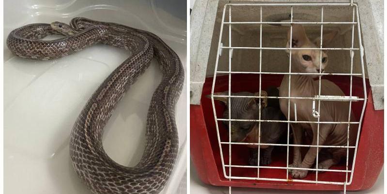 No imóvel, foi encontrada uma serpente da espécie corn snake (cobra-do-milho), sem a devida documentação legal, além de dois gatos em condição inadequada (Divulgação/PCMG)