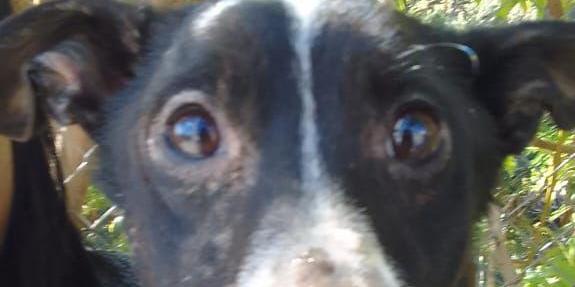 Animal não conseguia encontrar caminho para sair do barranco e teve que ser resgatado pelos bombeiros (Divulgação/ CBMMG)