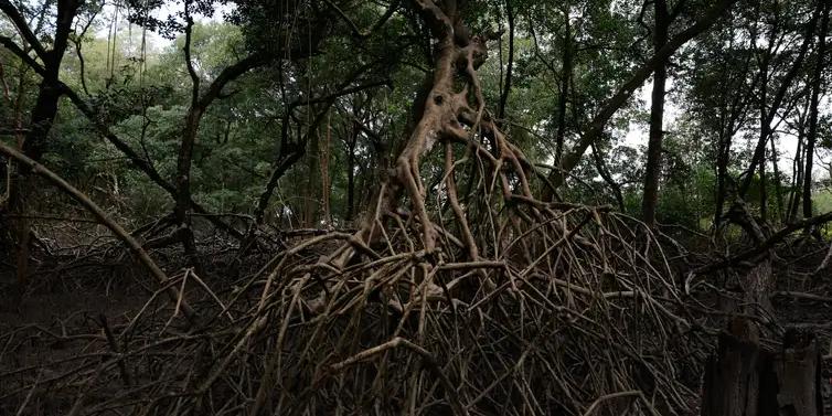 Área de manguezal na Reserva Extrativista Marinha de Caeté-Taperaçu monitorada pelo projeto Mangues da Amazônia (Fernando Frazão/Agência Brasil)