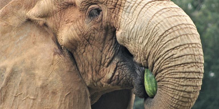 Elefante Jamba morava no Zoo de BH desde 1998 (Suziane Brugnara/PBH)