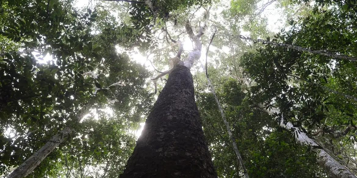 O Brasil, defende uma nova liderança climática, baseada na solidariedade entre os povos, para gerar respostas eficazes e equitativas às mudanças climáticas. (Antonio Cruz/Agência Brasil)