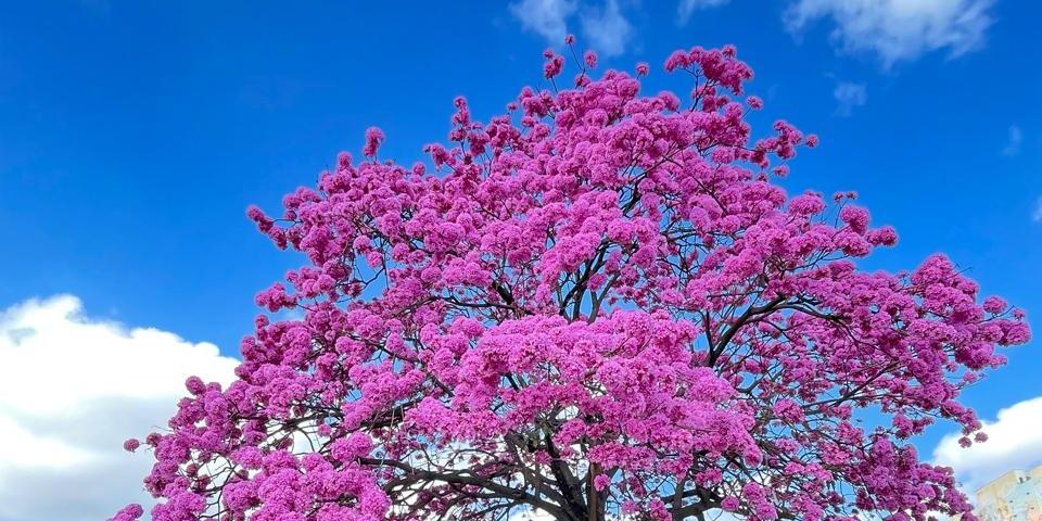 Floração dos ipês colore as ruas da capital mineira (Valéria Marques/ Hoje em Dia )