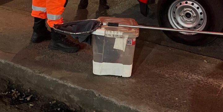 Gambá foi capturado pelos bombeiros no fosso de elevador em prédio no centro de BH (CBMMG / divulgação)