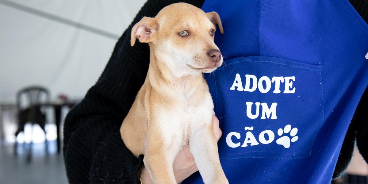 Para realizar a adoção, é obrigatória a presença do responsável pela residência onde o pet irá morar (Carol Reis/Divulgação)