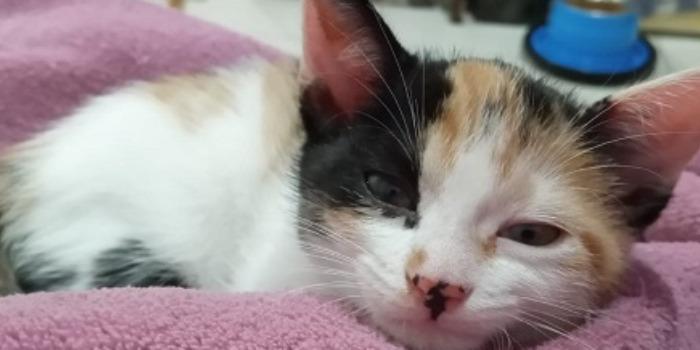 Programa “Conheça Seu Amigo”, do Governo de Minas, incentiva microchipagem de cães e gatos como medida de proteção e bem-estar animal. (Semad-MG/Divulgação)