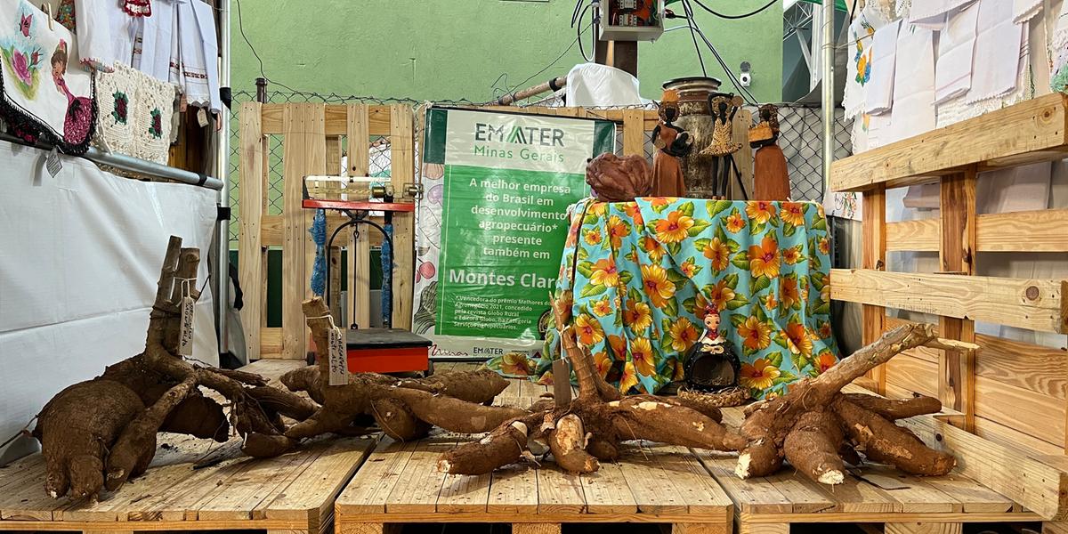 As raízes já foram avaliadas por uma comissão julgadora e estão expostas na Feira Regional da Agricultura Familiar de Montes Claros (Divulgação/ Emater)
