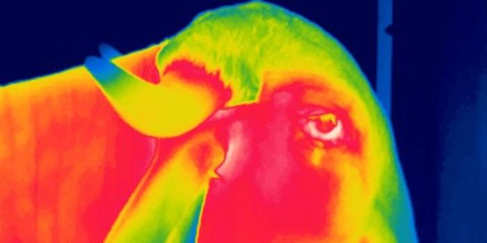 Expectativa é que as pesquisas contribuam com decisões mais assertivas, com foco na sustentabilidade dos sistemas de produção e no bem-estar dos animais (Epamig / Reproduçã)