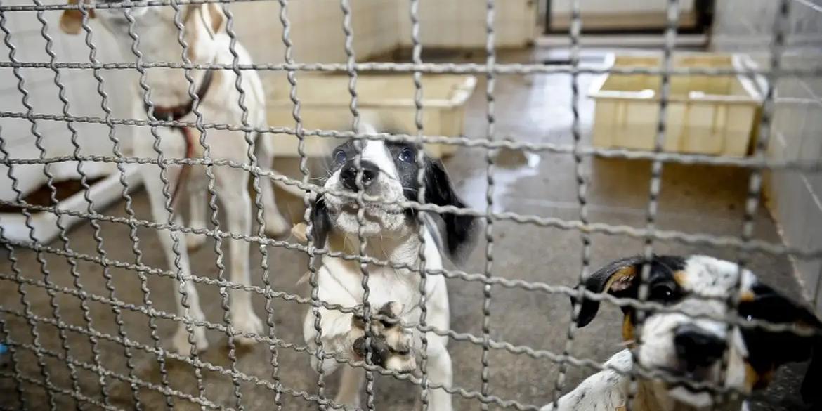 Proposta muda a Lei 11.794/08, que estabelece procedimentos para o uso científico de animais (Fábio Pozzebom/Agência Brasil)