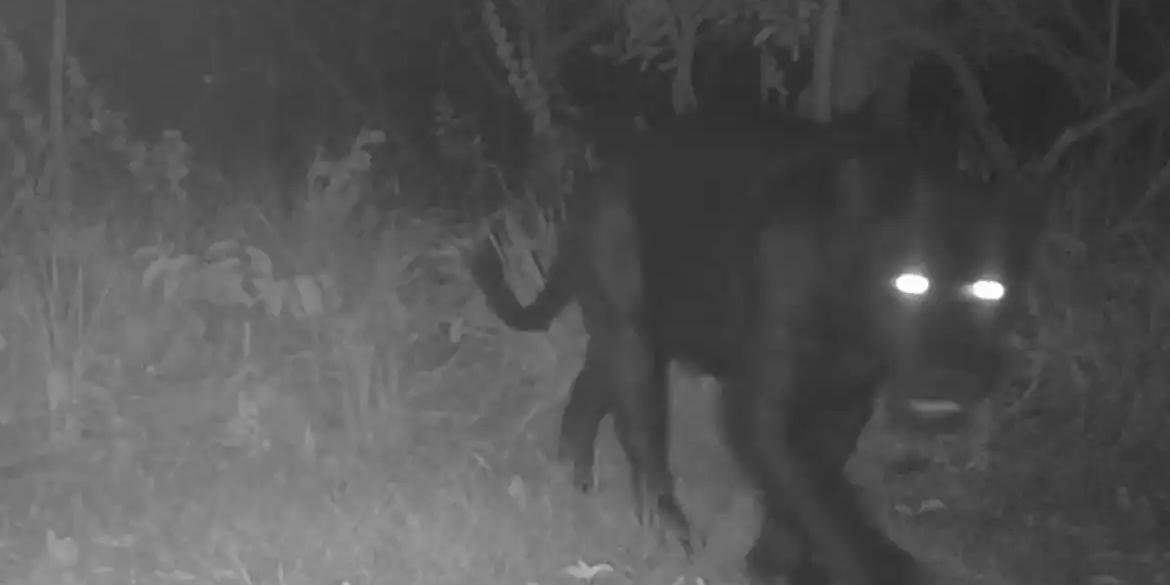 Descoberta é um indicador positivo para a preservação do animal, classificado como “vulnerável” pela Portaria 148/2022 do Ministério do Meio Ambiente (Fundação Grupo Boticário/Divulgação)