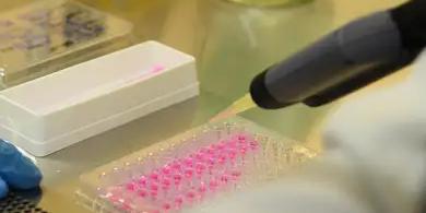 Os pesquisadores investigaram ainda os efeitos da infecção pelo vírus zika em diversos órgãos de camundongos, (Divulgação / Agência Brasil)