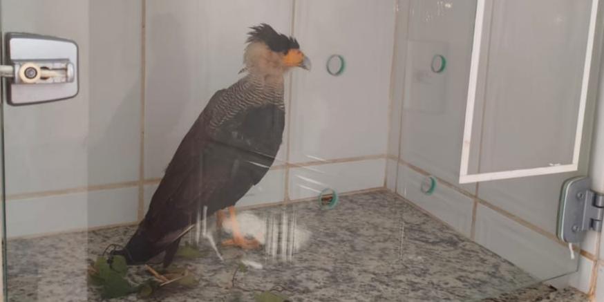 Militares foram acionados para a realização da captura porque o animal, que estava ferido às margens da estrada, apresentava dificuldades para se locomover (Divulgação/CBMMG)
