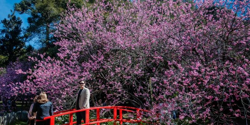 Festa da Cerejeira é uma verdadeira imersão na cultura japonesa (Cleverson Nunes)