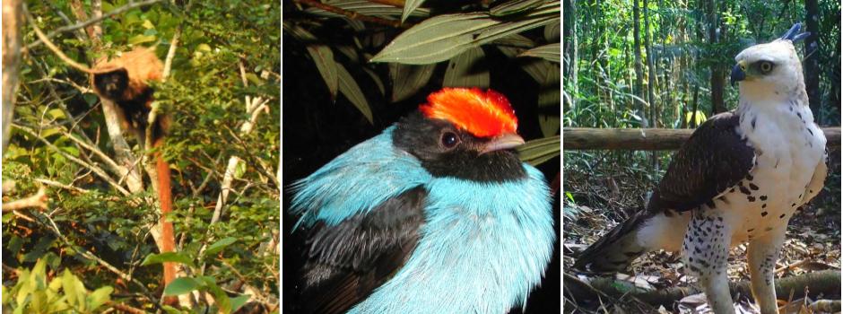 Macaco sauá-de-cara-preta, tangará e o gavião-de-penacho estão entre os registros feitos pelos pesquisadores na Serra do Espinhaço (Instituto Sustentar / Divulgação)