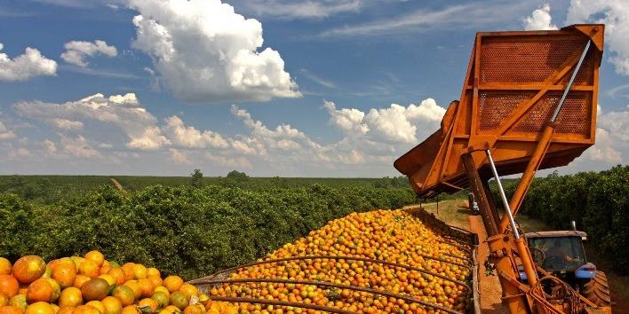 Um dos itens mais expostos ao tarifaço de Trump é a produção do suco de laranja (Portal Agronegócio/Reprodução)