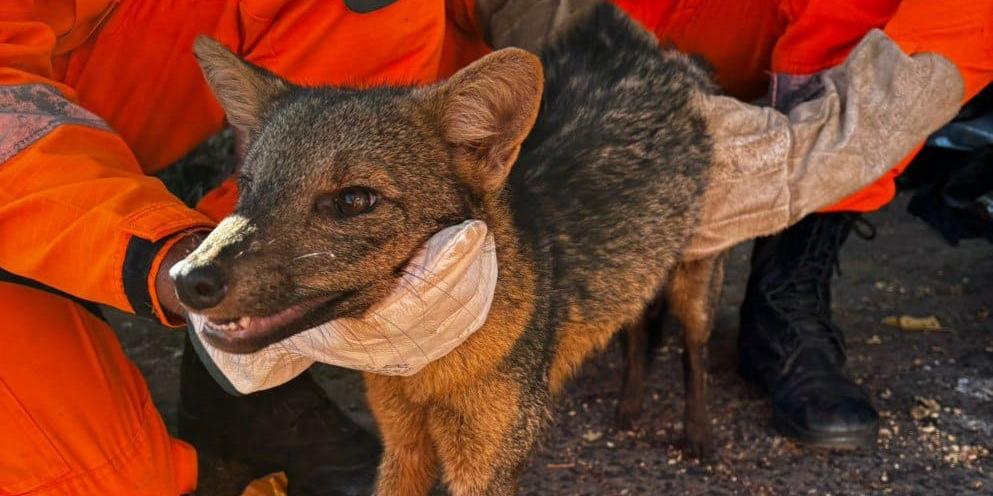 Motorista imediatamente acionou o Corpo de Bombeiros, que realizou o salvamento com o máximo de cuidado para evitar agravos à saúde do animal (Divulgação/CBMMG)
