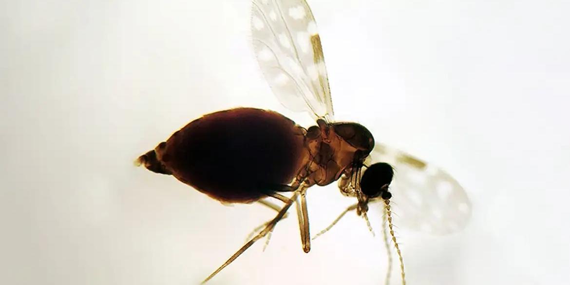 Inseto da espécie Culicoides paraensis, popularmente chamados de maruim ou mosquito-pólvora (Fiocruz/Divulgação)