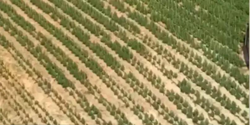 Espaço possuía um esquema sofisticado para o cultivo e comercialização da droga (Divulgação / PMMG)