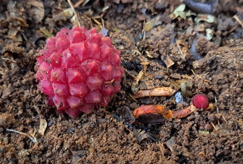 Amostras foram encaminhadas para o Herbário PAMG da Epamig, onde foram herborizadas e montadas exsicatas - amostra de planta prensada e seca, fixada em um papel, com informações sobre a planta, local de coleta e coletor -, que confirmaram a identificação (Acervo de visitantes da Fazenda Santa Helena)