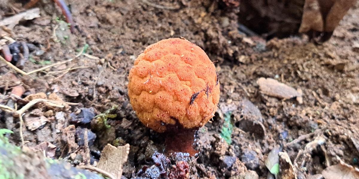 A H. brasiliensis é uma erva carnosa, aclorofilada e holoparasita (Acervo de visitantes da Fazenda Santa Helena)