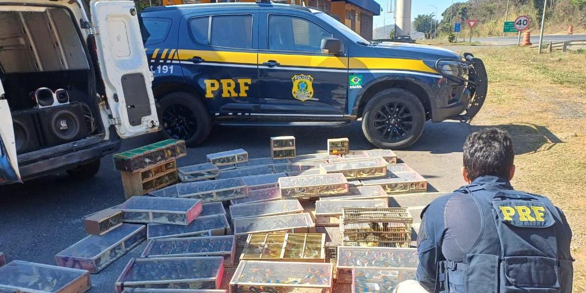 Os animais foram adquiridos em Montes Claros (MG) e seriam levados para feiras em Guarulhos (SP), onde seriam comercializados ilegalmente (Divulgação / PRF)
