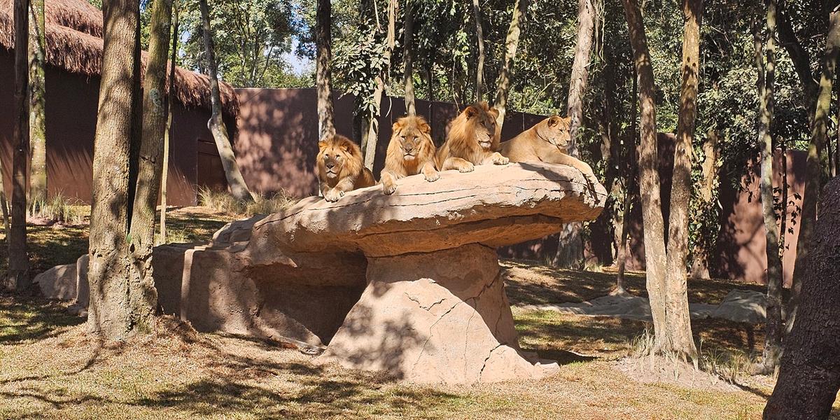Com nova proposta de turismo sustentável, Simba Safari volta a funcionar ao lado do Zoológico de São Paulo após duas décadas (Simba Safari/Divulgação)