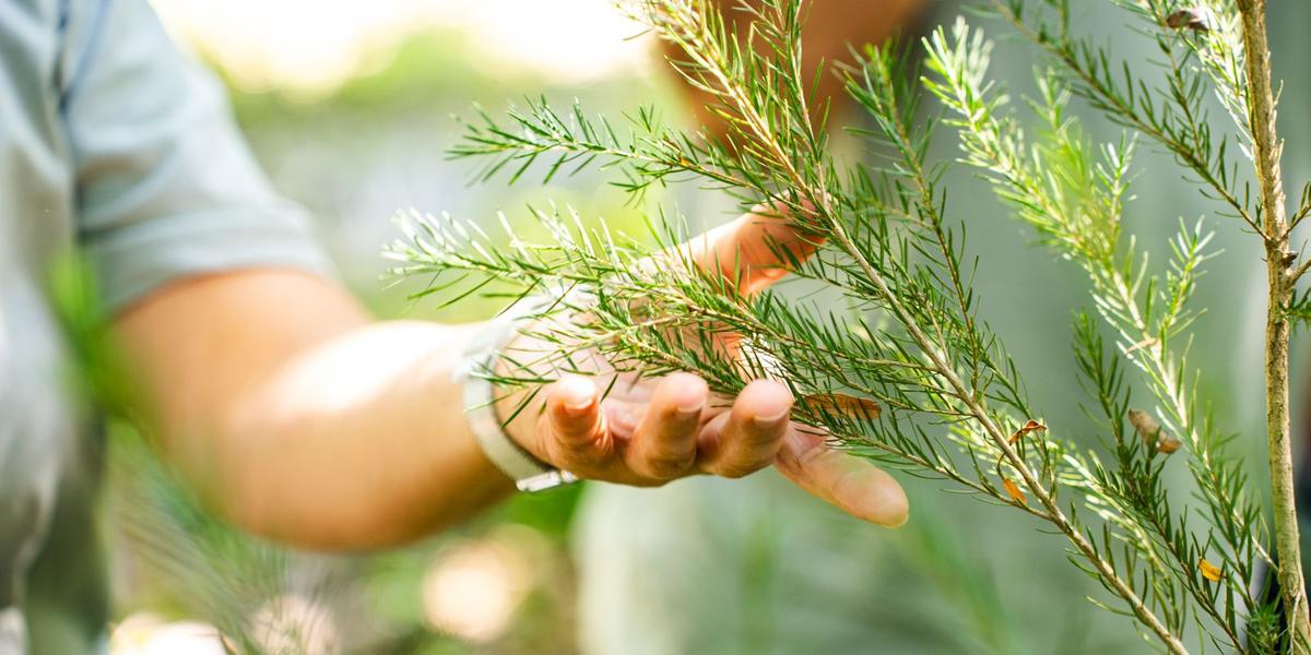 Oficina abordará práticas simples de plantio, formas de propagação, dicas para o cultivo doméstico e usos ornamentais, além da identificação de diferentes espécies (Brendon Campos)