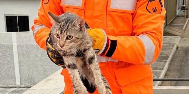 Gato é resgatado por equipe do Corpo de Bombeiros após subir em poste e ficar preso (Divulgação/CBMMG)
