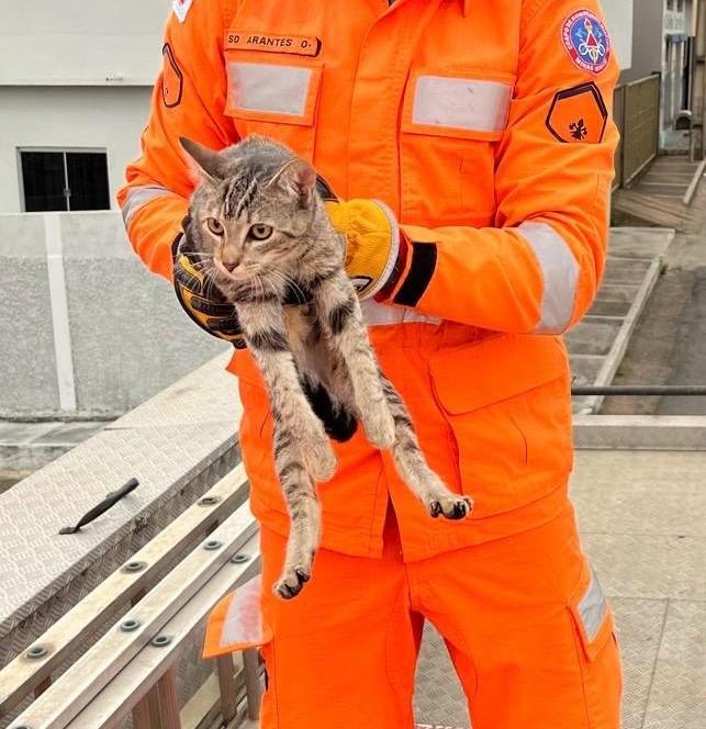 Gato é resgatado por equipe do Corpo de Bombeiros após subir em poste e ficar preso próximo à rede de telefonia, em Formiga (Divulgação/CBMMG)