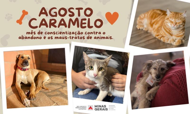 Campanha “Agosto Caramelo” promove feiras de adoção, mutirões de castração e ações educativas em Minas durante o mês de agosto (Sisema/Divulgação)