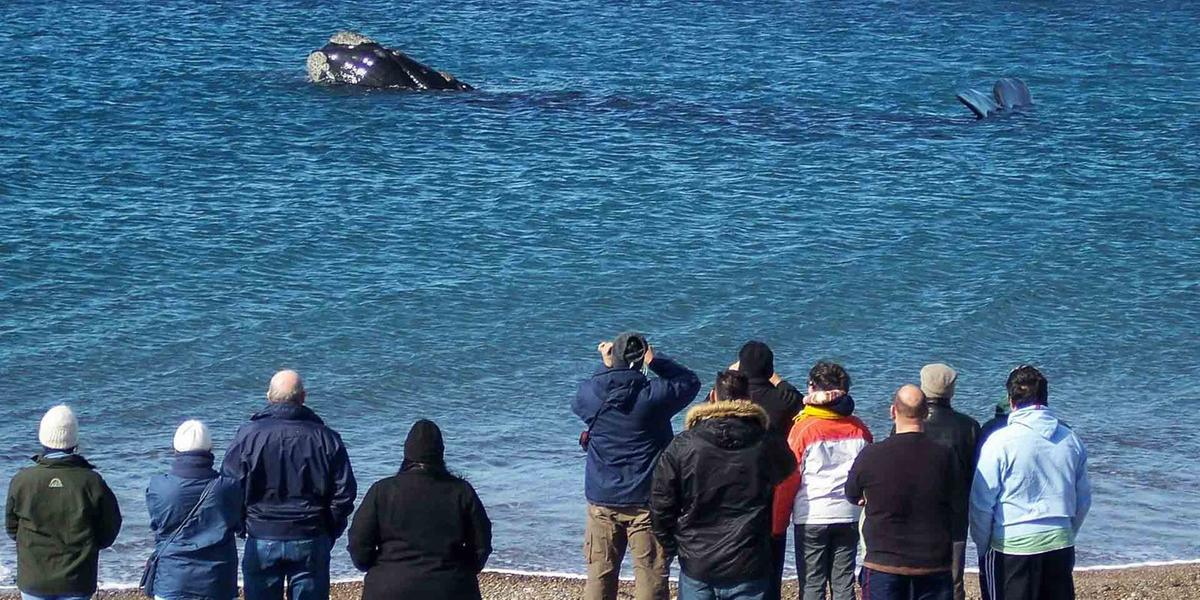 Na cidade localizada na província de Chubut, é possível ter contato direto com a imponente baleia-franca-austral e, de quebra, tomar um chá em uma típica casa galesa (Divulgação)