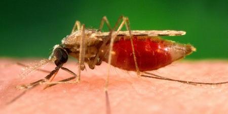 A pesquisa demonstrou que, à medida que a transmissão da malária diminui, torna-se cada vez mais difícil detectar os parasitas causadores da doença por meio da microscopia (James Gathany/ Pixnio/ Reprodução do portal da Agência Fapesp)