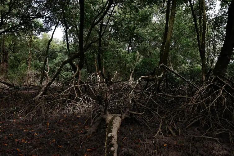 Área de manguezal no Pará faz parte de uma das maiores extensões de mangue do mundo (Fernando Frazão/Agência Brasil)